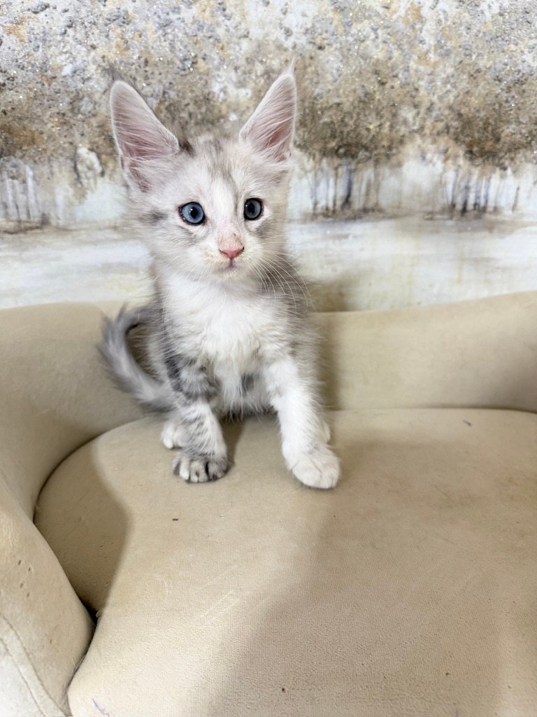 Maria Callas, a black smoke and white female Maine Coon kitten with blue eyes at Bellspurr