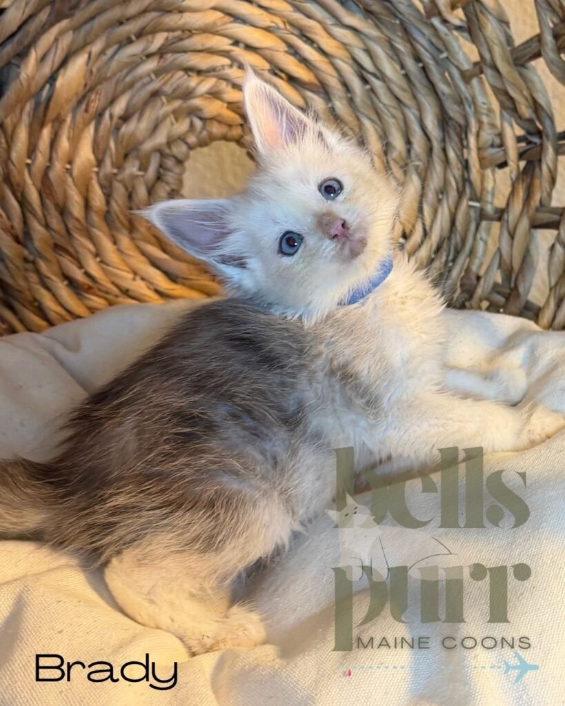 Brady, a high black smoke and white male Maine Coon kitten with blue eyes at Bellspurr