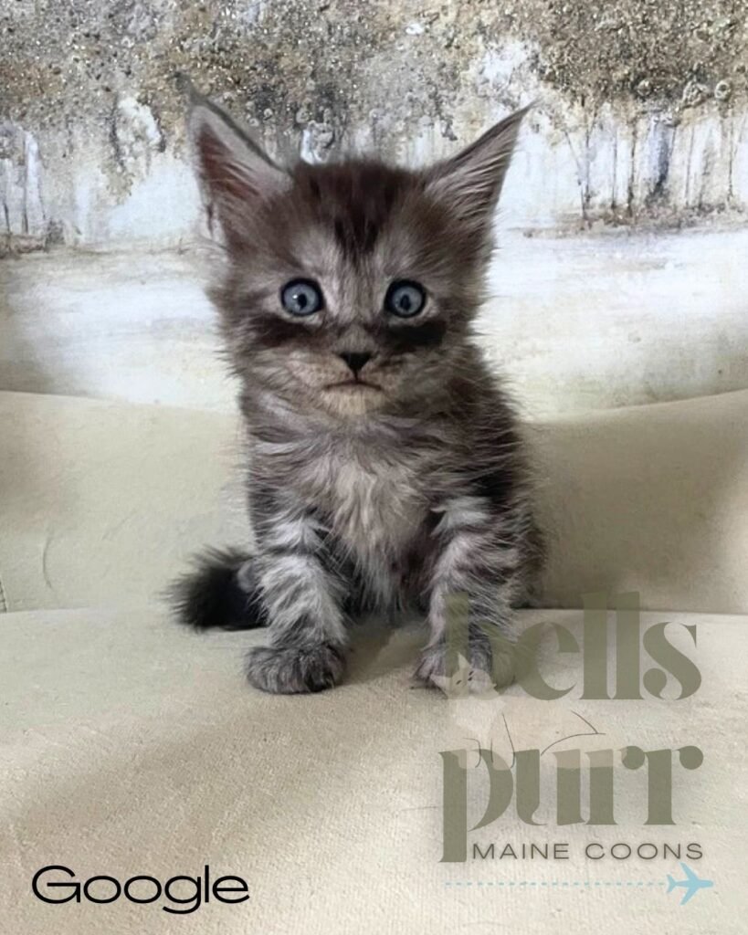 Google – Black Smoke Male European Maine Coon Kitten For Sale at Bellspurr
