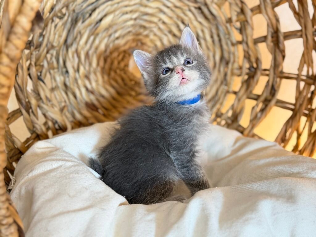 Enzo, a blue and white male Maine Coon kitten with blue eyes at Bellspurr