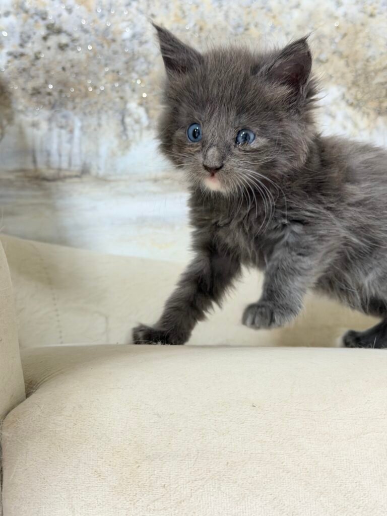 Stella, a blue female Maine Coon kitten with blue eyes at Bellspurr