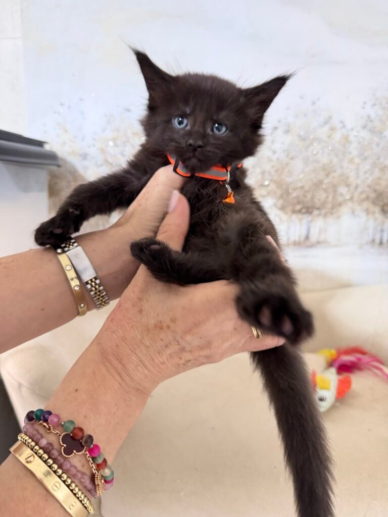 Bandit – Solid Black European Maine Coon Kitten at Bellspurr