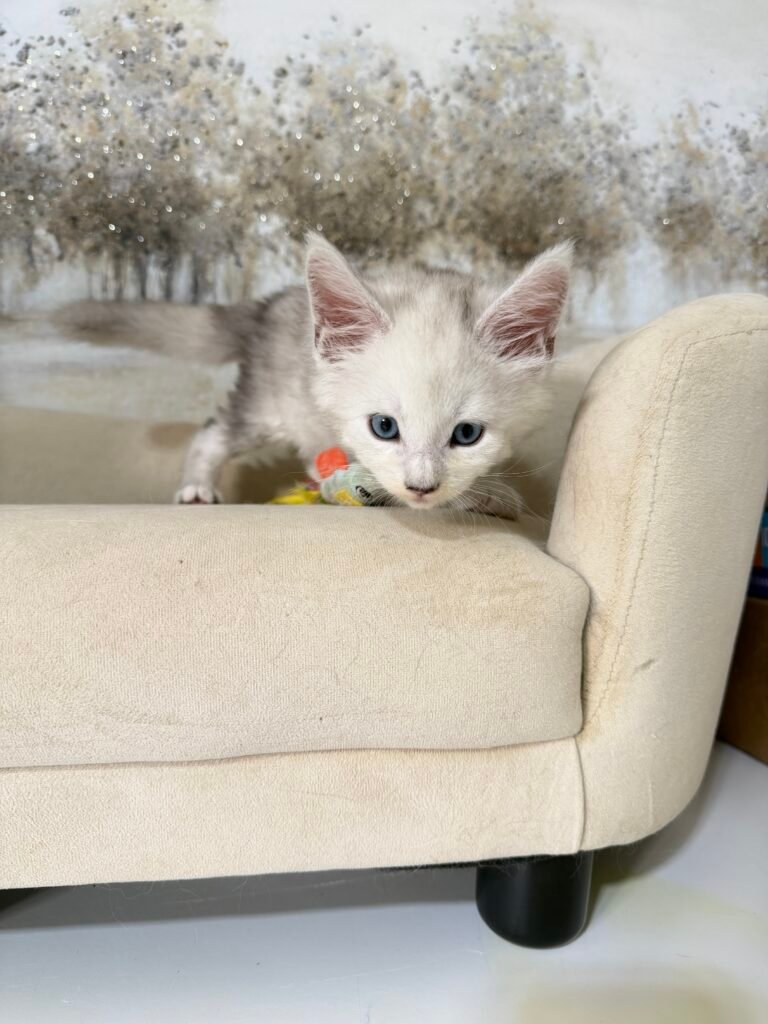 Venti, a silver shaded male Maine Coon kitten with blue eyes at Bellspurr
