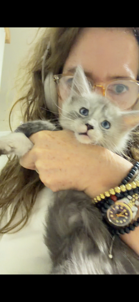 Lola, a high black smoke and white female Maine Coon kitten with blue eyes at Bellspurr