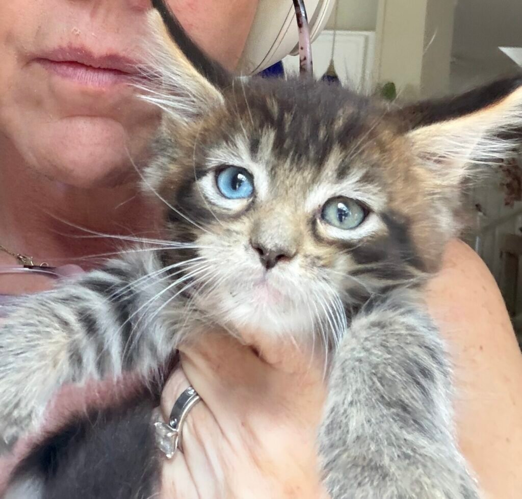 Bellatrix, a brown tabby female Maine Coon kitten with odd eyes at Bellspurr