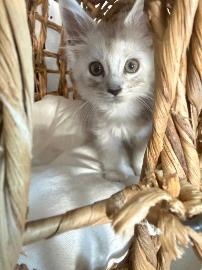 Freya, a high black smoke Maine Coon kitten with green eyes, sitting in a wicker basket