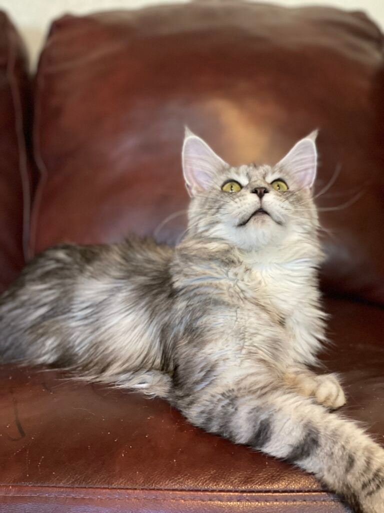 Bonnie, a black silver ticked tabby Maine Coon female at Bellspurr Maine Coons