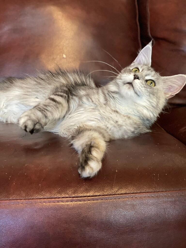 Bonnie, a black silver ticked tabby Maine Coon female at Bellspurr Maine Coons