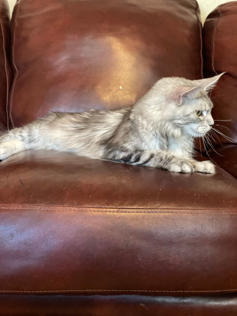 Bonnie, a black silver ticked tabby Maine Coon female at Bellspurr Maine Coons