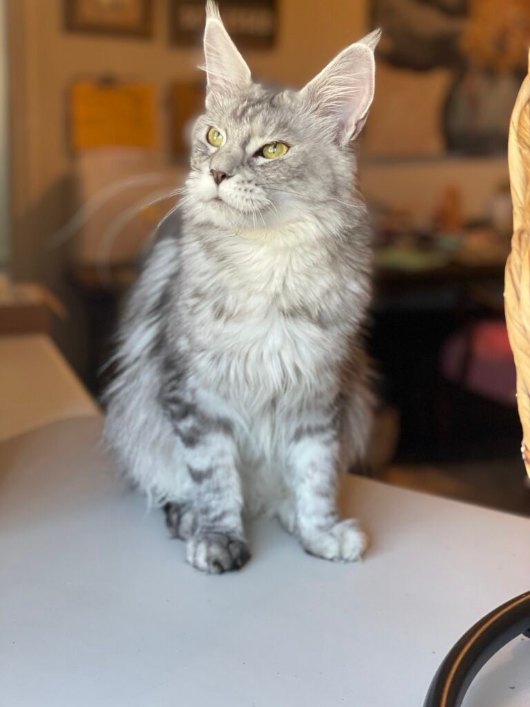 Bonnie, a black silver ticked tabby Maine Coon female at Bellspurr Maine Coons