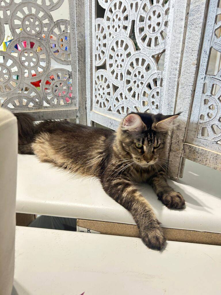 Makse, a brown classic tabby Maine Coon female at Bellspurr Maine Coons