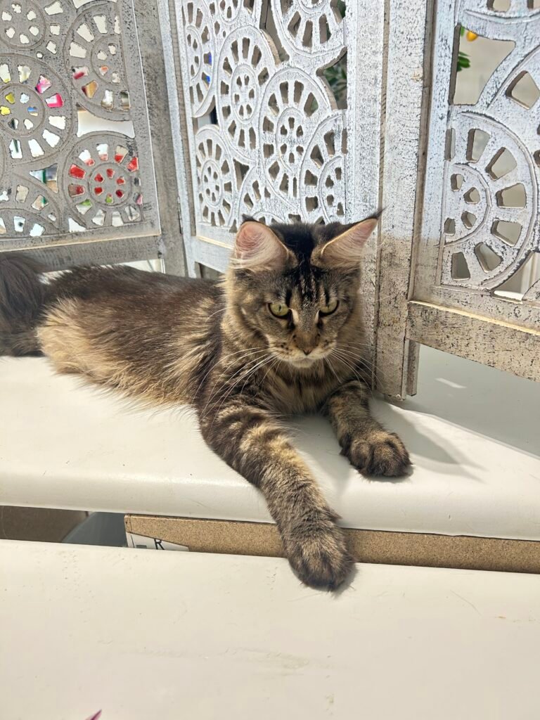 Makse, a brown classic tabby Maine Coon female at Bellspurr Maine Coons