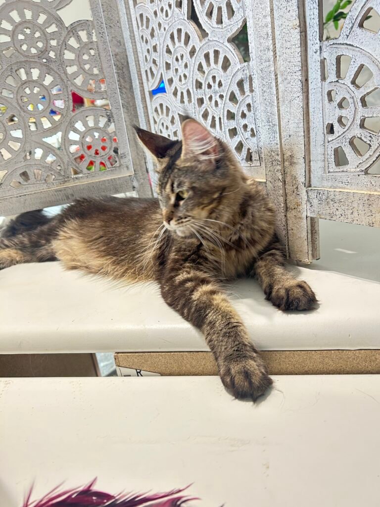 Makse, a brown classic tabby Maine Coon female at Bellspurr Maine Coons