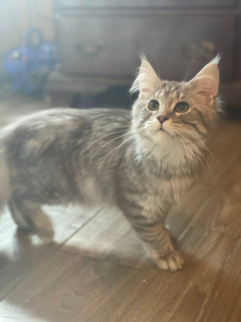 Esmeralda, a black silver classic tabby Maine Coon female at Bellspurr Maine Coons