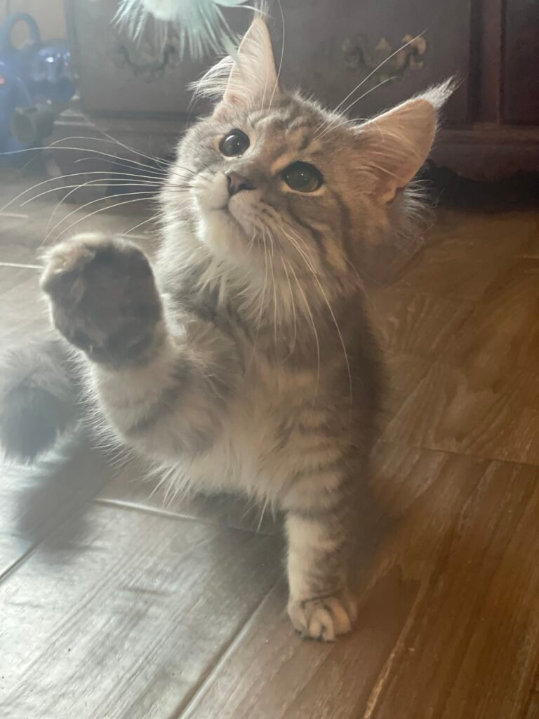 Esmeralda, a black silver classic tabby Maine Coon female at Bellspurr Maine Coons