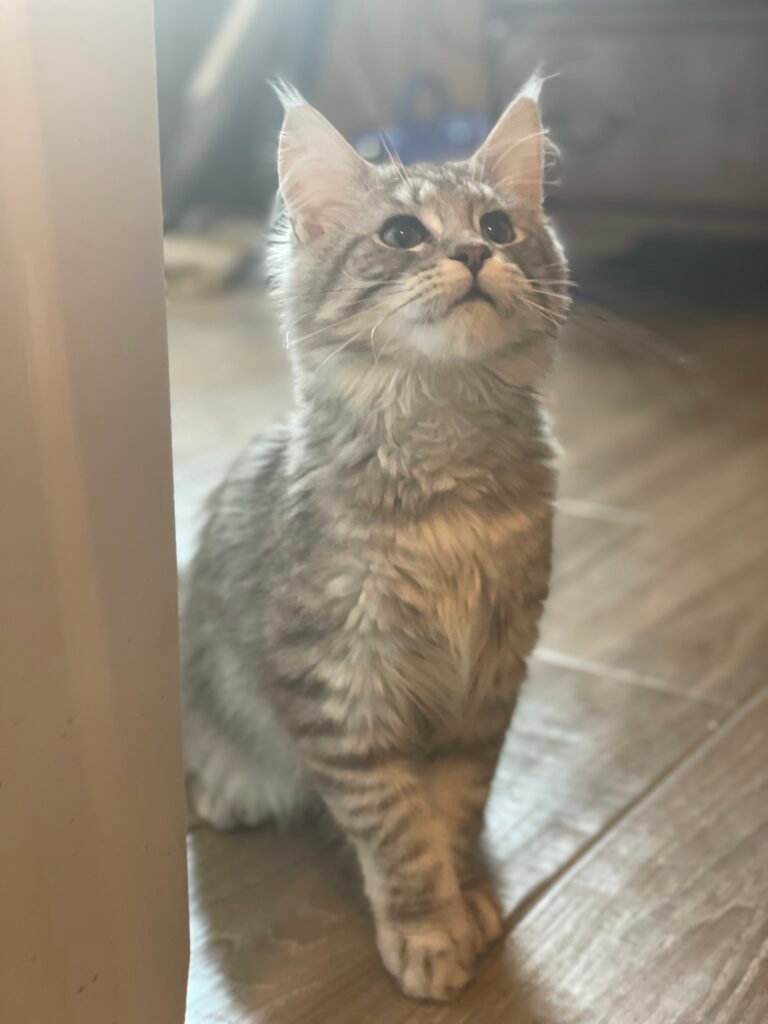 Esmeralda, a black silver classic tabby Maine Coon female at Bellspurr Maine Coons