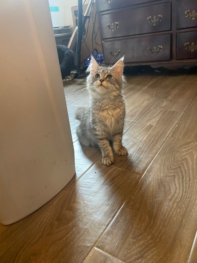 Esmeralda, a black silver classic tabby Maine Coon female at Bellspurr Maine Coons