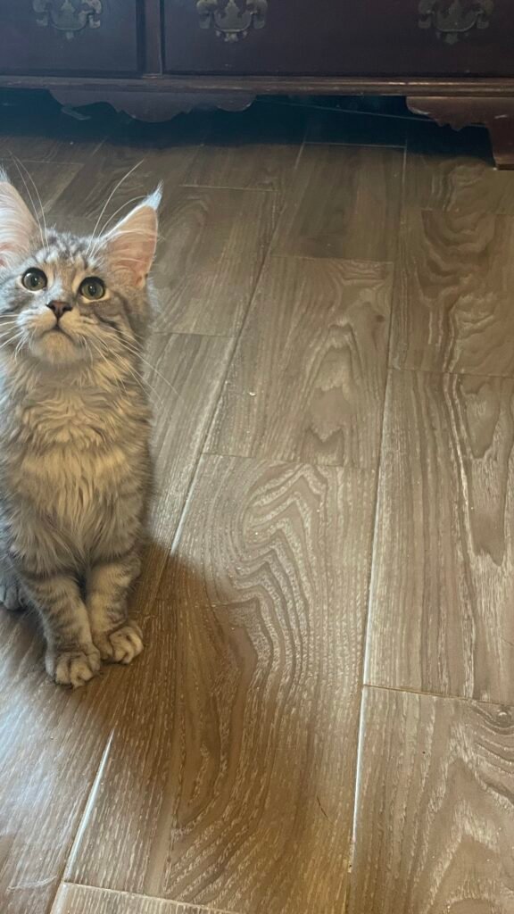 Esmeralda, a black silver classic tabby Maine Coon female at Bellspurr Maine Coons