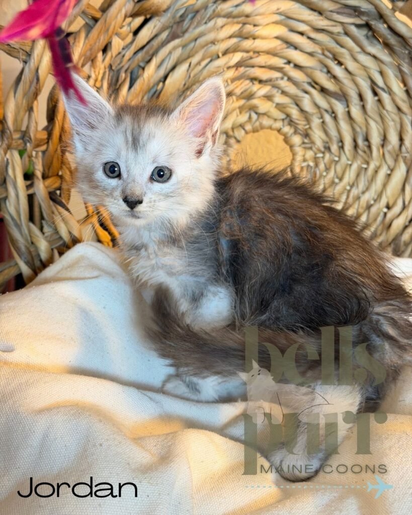 Jordan, a blue silver male Maine Coon kitten with green eyes at Bellspurr