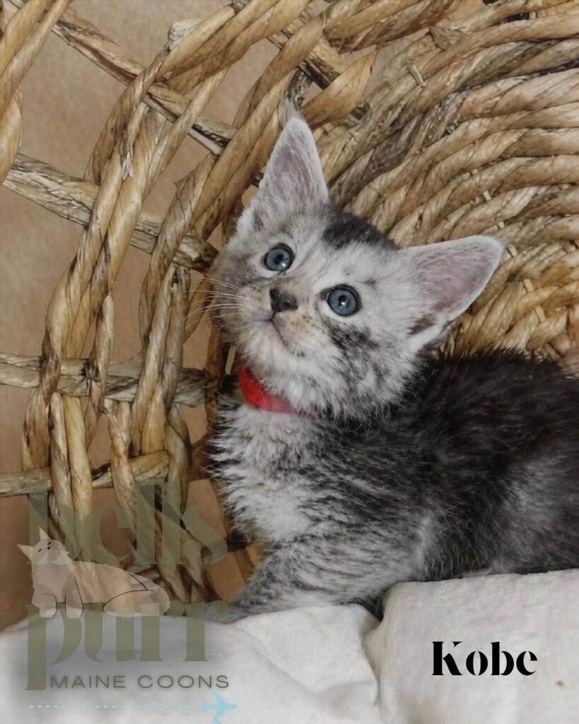 Kobe, a black silver male Maine Coon kitten with green eyes at Bellspurr
