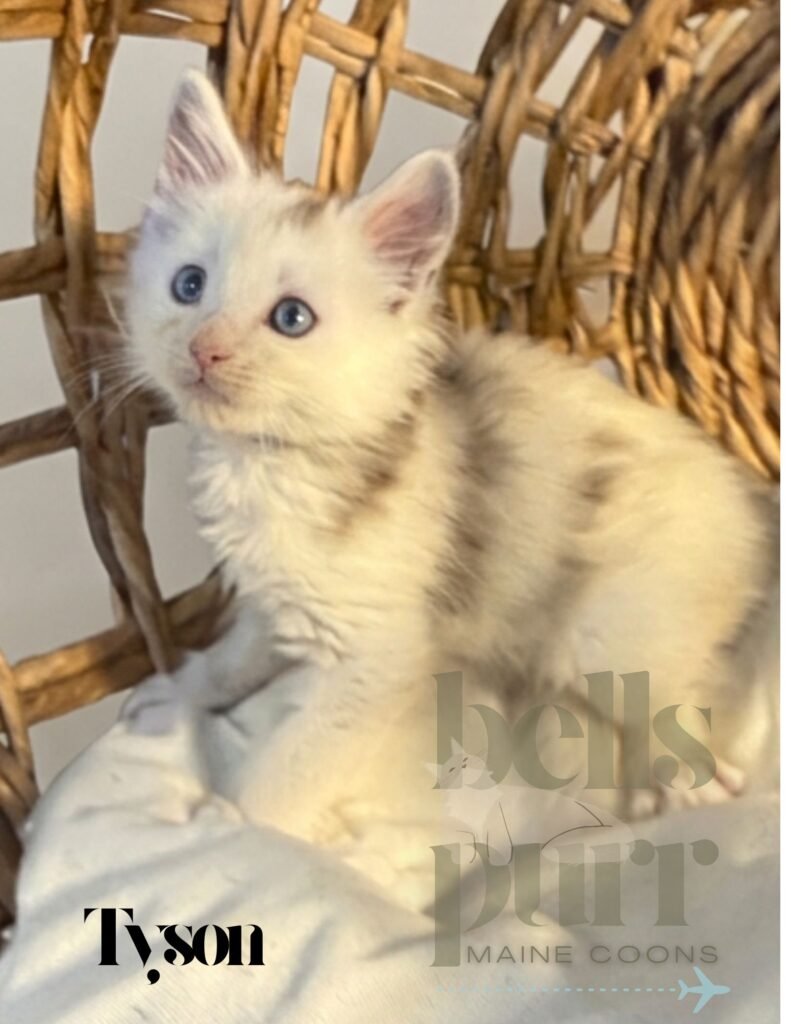 Tyson, a high black smoke and white male Maine Coon kitten with blue eyes at Bellspurr