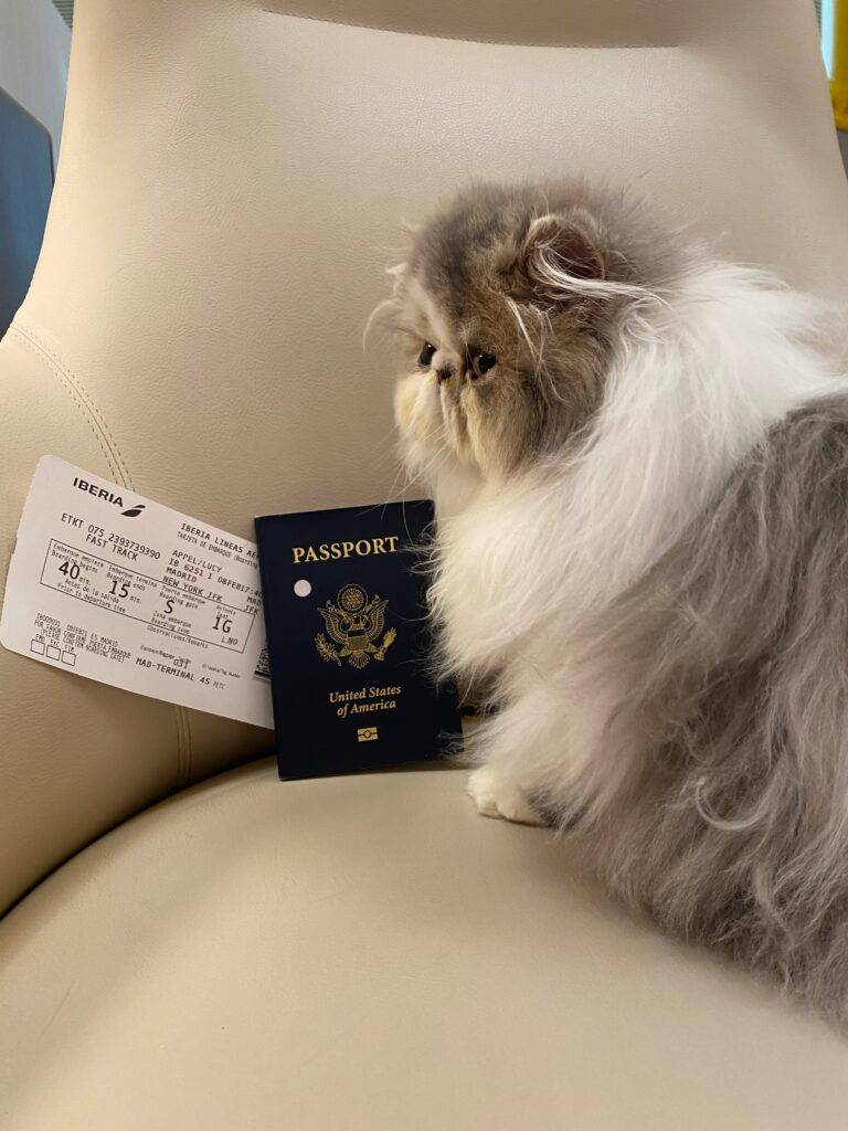 Long-haired silver and white kitten sitting on a first-class Iberia seat next to a U.S. passport and boarding pass on the flight from Madrid to New York