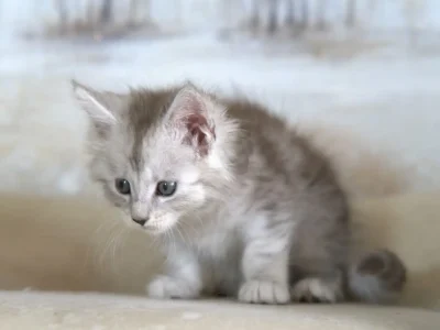 Stunning-black-silver-maine-coon-kitten