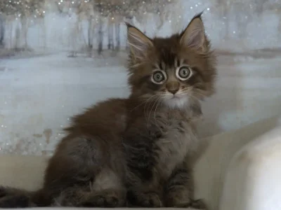 Bellspurr-Charming-Black-Tabby-Maine-Coon-Kitten-for-sale-in-san-antonio