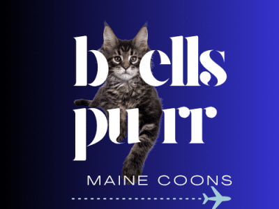 Maine Coon kittens for sale – Bellspurr