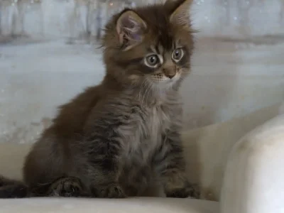 Charming-Black-Tabby-Maine-Coon-Kitten-for-sale-in-texas