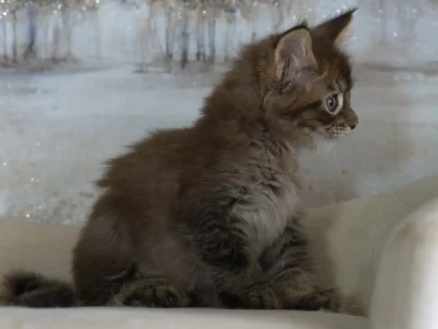 Charming-Black-Tabby-Maine-Coon-Kitten-for-sale-in-san-antonio
