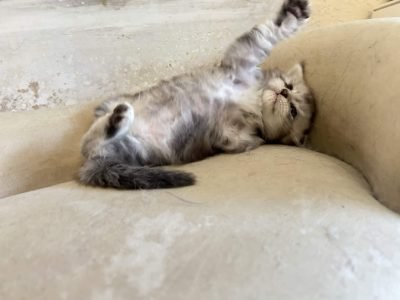 Black Silver Tabby Maine Coon Katarina