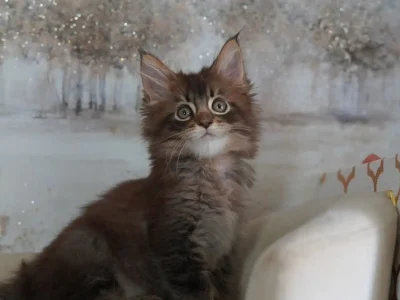 Charming-Black-Tabby-Maine-Coon-Kitten-for-sale-in-san-antonio