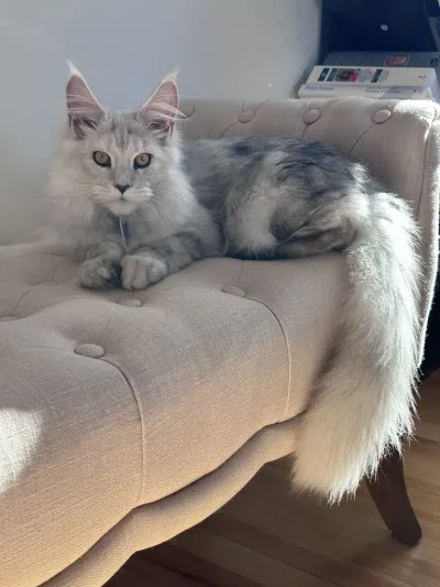 Black Silver Ticked Tabby Maine Coon Female, Queen Of Bellspurr