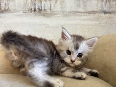 Black Silver Tabby Maine Coon Kitten Katarina