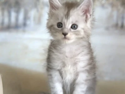 Stunning-black-silver-maine-coon-kitten-for-sale-in-texas