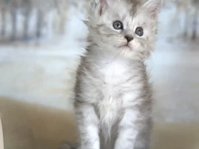 Stunning-black-silver-maine-coon-kitten-for-sale-in-texas