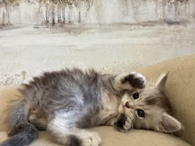 Black Silver Tabby Katarina