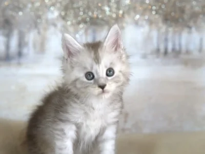 Stunning-black-silver-maine-coon-kitten-for-sale-in-texas