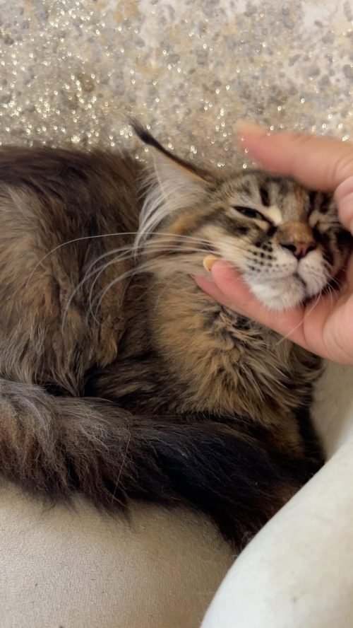 Adopting Maine Coon Kittens: The Ultimate Guide