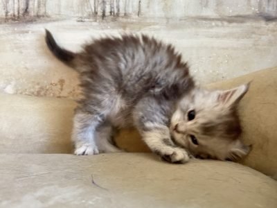 Black Silver Tabby Maine Coon Kitten for sale Katarina