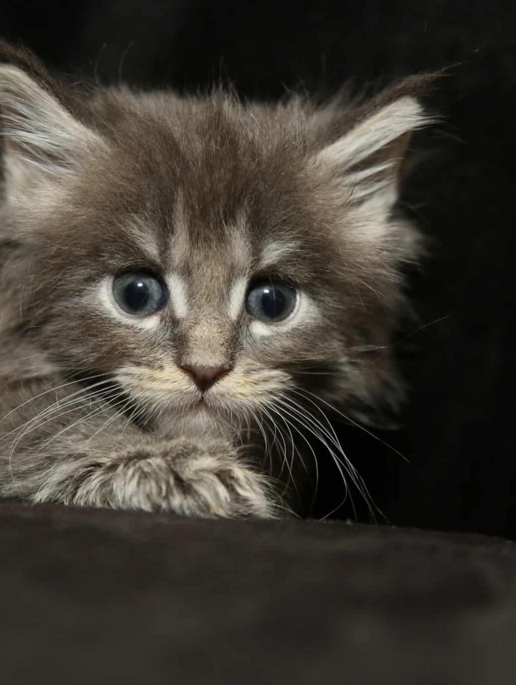 Aurora Black Tabby Main Coon Kitten