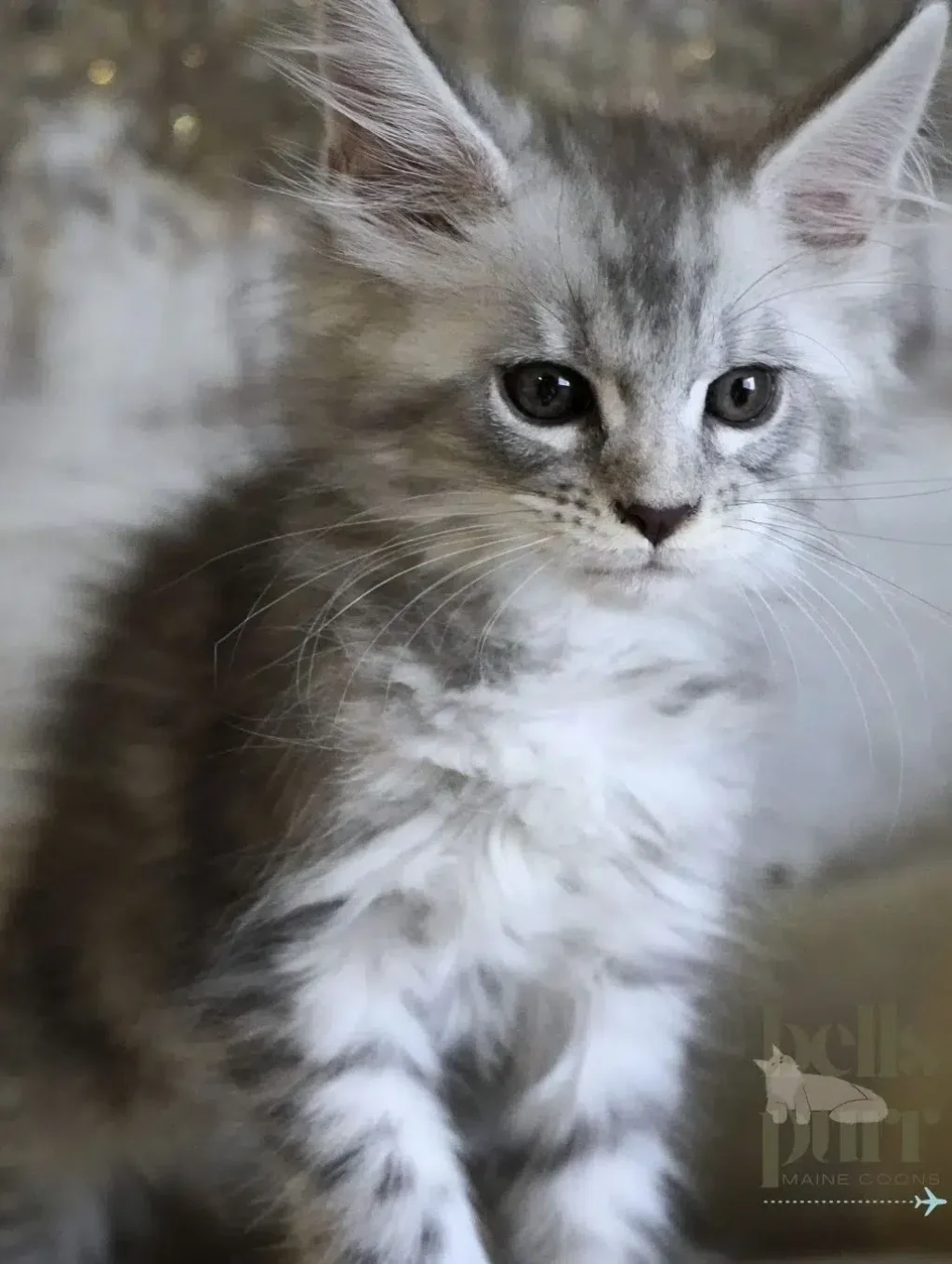 silver Maine Coon kitten demonstrating early curiosity and confidence during key social development stages