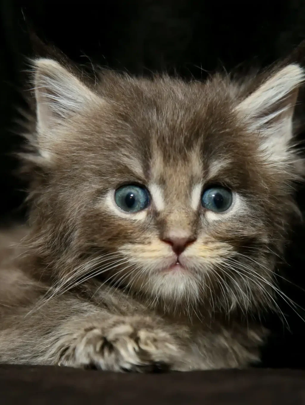 Aurora Maine Coon Kitten