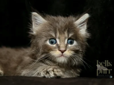 Aurora Maine Coon Kitten For Sale