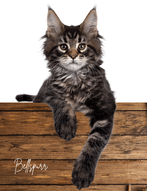 Maine Coon kitten perched on wooden surface, showcasing its fluffy fur and playful demeanor, branded with "Bellspurr," reflecting the cattery's focus on home-raised, health-tested kittens.