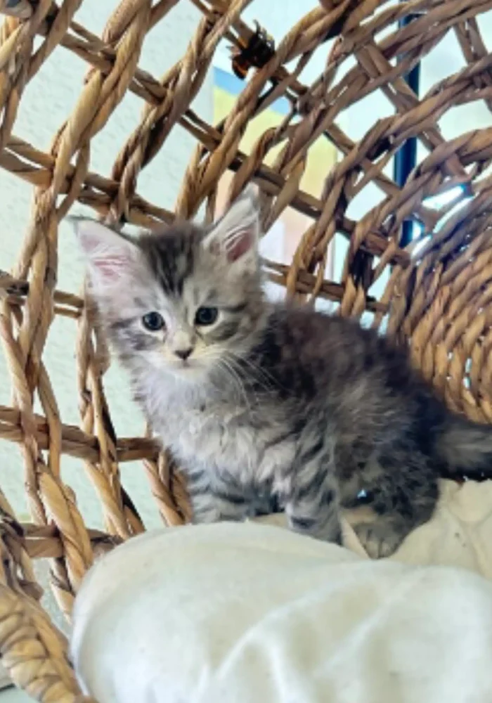 Black and silver Maine Coon kitten sitting in a woven basket, showcasing its fluffy fur and expressive eyes, emphasizing the quality and temperament of Bellspurr's cattery.