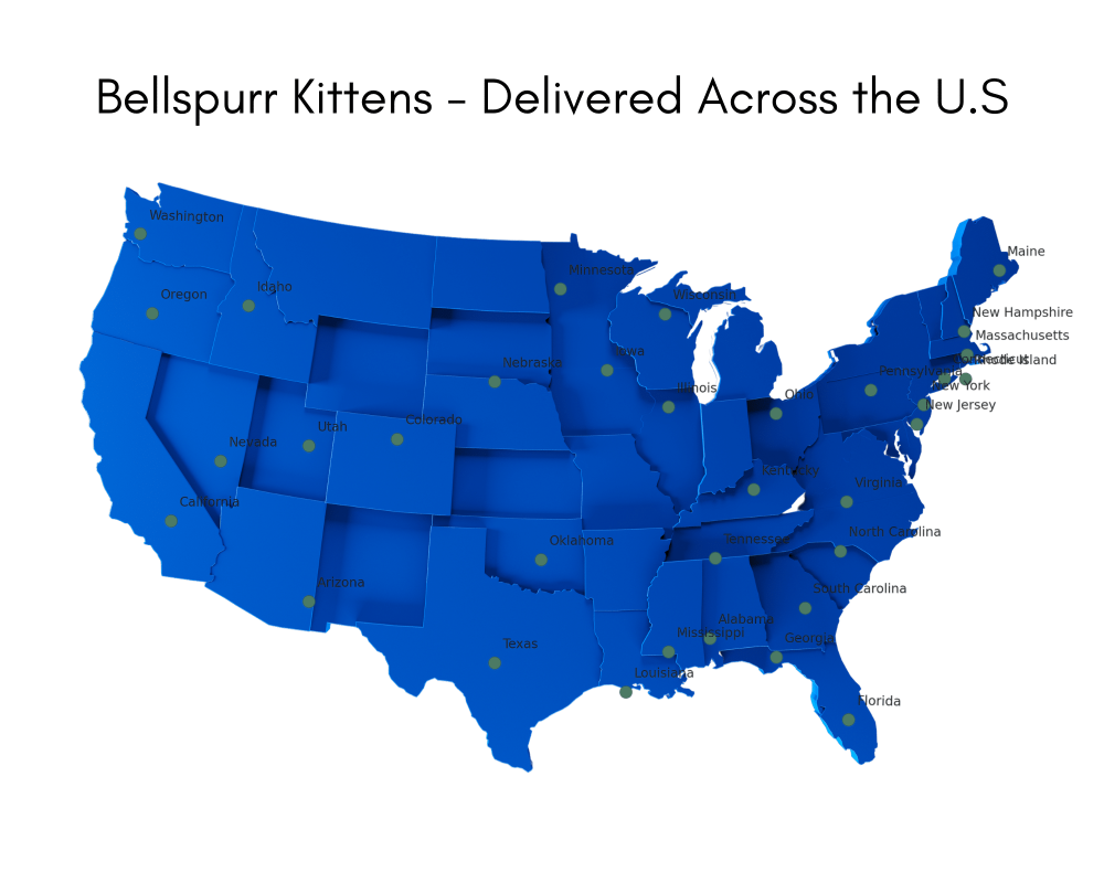 Map of the United States highlighting states where Bellspurr Maine Coon kittens have been delivered, featuring a blue background and green dots indicating delivery locations.