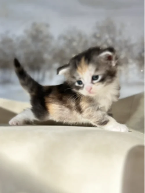 Calico Maine Coon calico-maine-coon-kitten-for-sale-in-texas