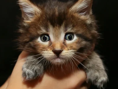 Clove Black Tabby Maine Coon Kitten For Sale
